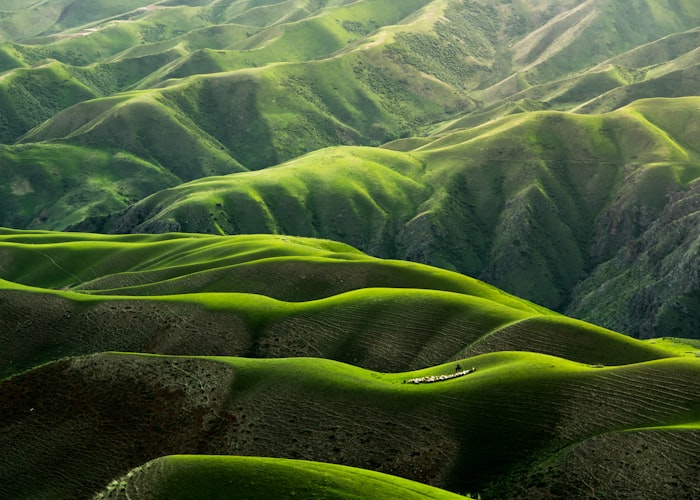 Harvest Season in the Cordillera
